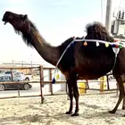 ضروبه مجهم نادره