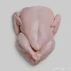 توريد دجاج مبرد يوميا