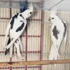 زوج كروان هافي بايد توب