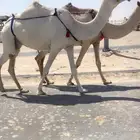 ضروبه معزول حاشيها منها سالمت العذاريب وناقة انتاج
