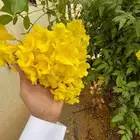 شتلات مشتل اشجار زينه