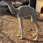 للبيع حوار ضيار