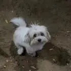 كلاب للبيع مالتيز الانثي و بمرنيان تي كب الزكر