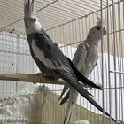 زوج كروان للبيع