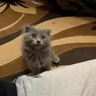 كيتن للبيع