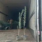 شتلات جيمع الانواع