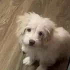 كلب للبيع مهجن ( pomrerain   poodle ) مع دفتر التطعيمب 4000