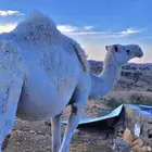 لقحه في خمسه شهور للبيع