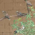 قميري