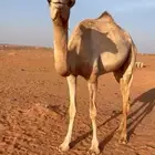 هجن