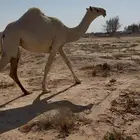 بكره كفو