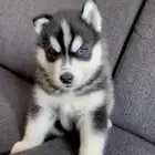 ابغى كلب هاسكي