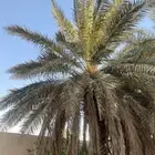 نخلتين خلاص مجانا