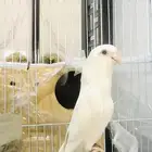 زوج روز البينو ( تم البيع )