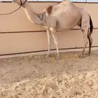 للبيع خلفه تحتها بكره نوعيه فاخره
