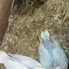 فروخ روز الوان جميلة