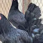 دجاج بلدي اسود صك