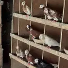 حمام بلجيكي مراح واحد على الشرط 20 زوج