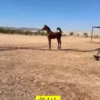 ثلاث امهار عربيه للبيع