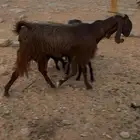 عنز مصريه مضرع