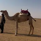 رحول عمانية هجن طوع