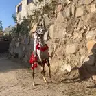 حصان كفو وحار العمر 3سنه و7شهور ولا يجي إل الصامل ولا بدل