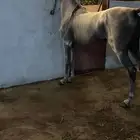 حصان للبيع