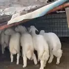 طليان شعره وطرفه فل شحم