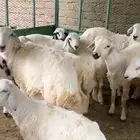 ضان حريات