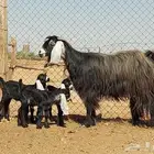 بيعت الله يبارك له عنز هارضيه فاخره حدره ثلاث