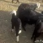 شاه مع بنتها