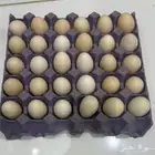 بيض بلدي