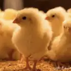 صوص دجاج ابيض بياض او طربوش حق مشاريع البيض عدد مفتوح