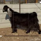 عنز عارضيه فاخره