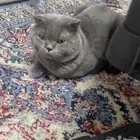 قطو