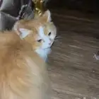 قطتين شيرازيه لي البيع