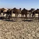 مجاهيم عددها 20