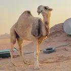 للبيع البعير او البدل المناسب