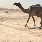 عشرا معه قعود