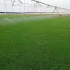 مزرعة ثيل لتوريد نجيله بأسعار الجمله