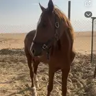 حصان عربي عمره خمس سنوات