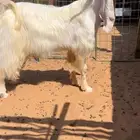 فحل عارضي لو ممميز صنف نادر خصم