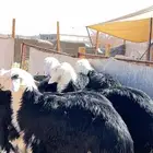 نجد جبرة