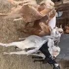 معزا حص