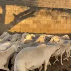 ضان دفع بفحلها معزا ذري بفحلها للبيع