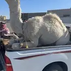 قعود مفرود ناهي