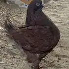 جوز كنق