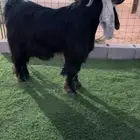 تيس عارضي فحل صنف خصم تم البيع