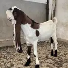 تيس فاخر حجازي