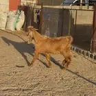 تيس ثلاجه للبيع